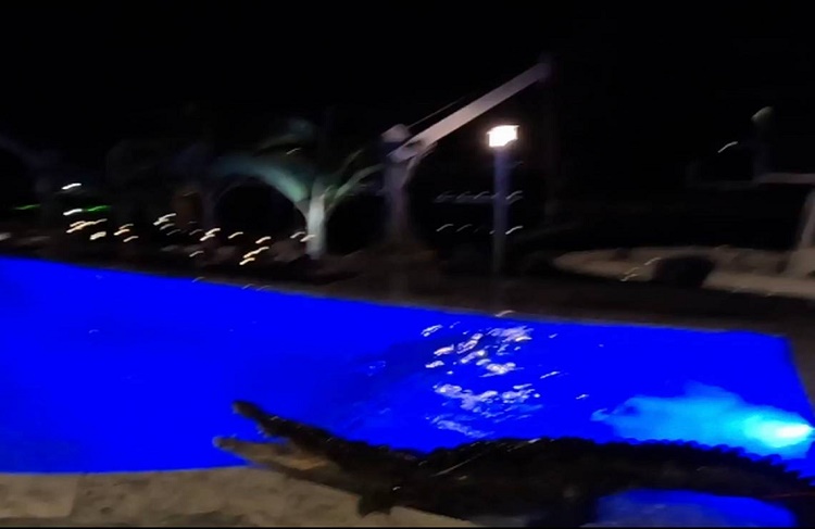 Cocodrilo de tres metros aparece en la piscina de una casa en Florida