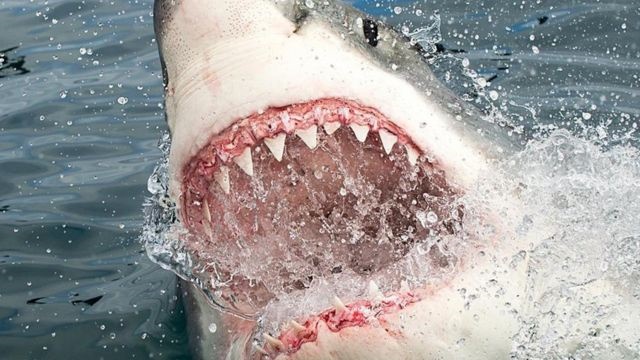 Tiburón mata y se come a un turista en la playa , mientras la víctima grita ‘¡Papá, sálvame!’