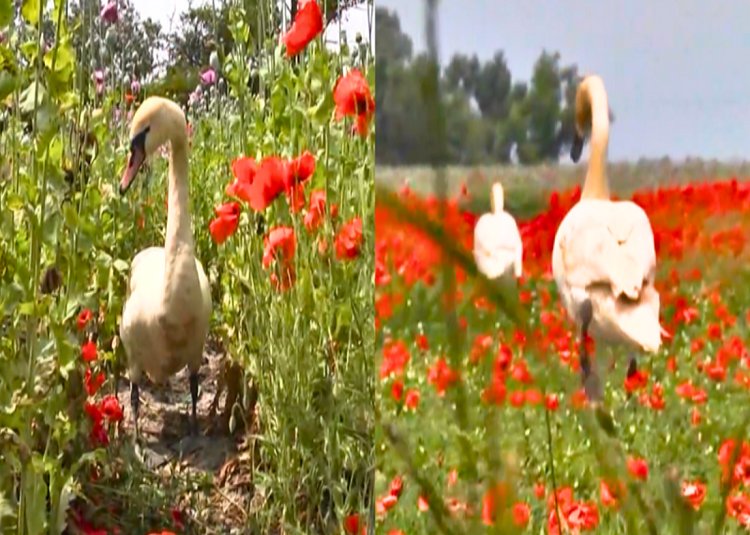 Los cisnes en Eslovaquia son adictos a las drogas y se niegan a abandonar los campos de amapolas