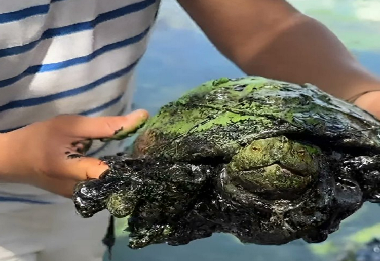 Encuentran tortuga cubierta de petróleo en el Lago de Maracaibo