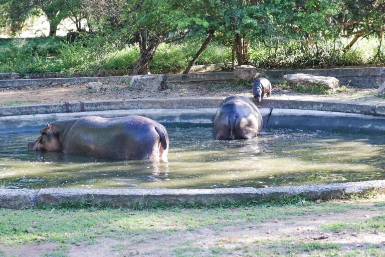Nació un hipopótamo en Barquisimeto