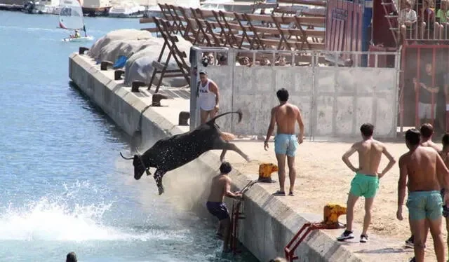 Toro muere ahogado luego que cayera al mar durante festividad turística (+Video)