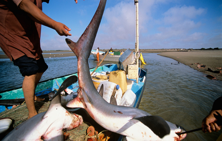 Detenido por pesca ilícita de aletas de tiburón