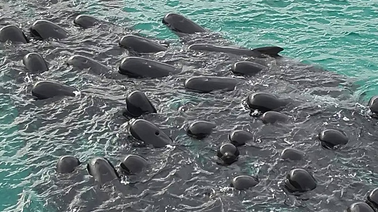 Mueren 51 ballenas varadas en las playas de Australia