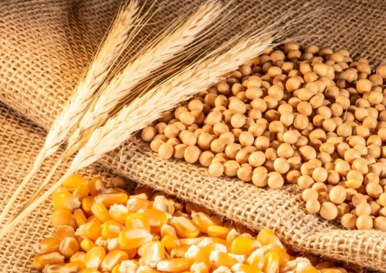 La producción de cereales en 2023-2024 batirá récords, según IGC