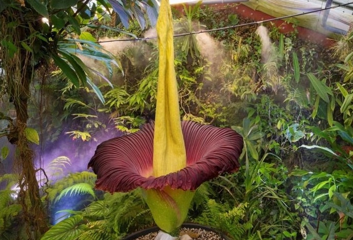 Florece en Francia la flor más grande del mundo, que huele a ‘muerto ‘