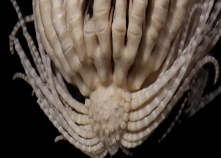 Criatura marina con 20 brazos y cuerpo parecido a una fresa descubierta en la Antártida