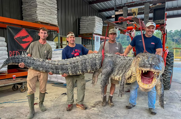 Caimán monstruo de más de 4 metros fue capturado en Mississippi