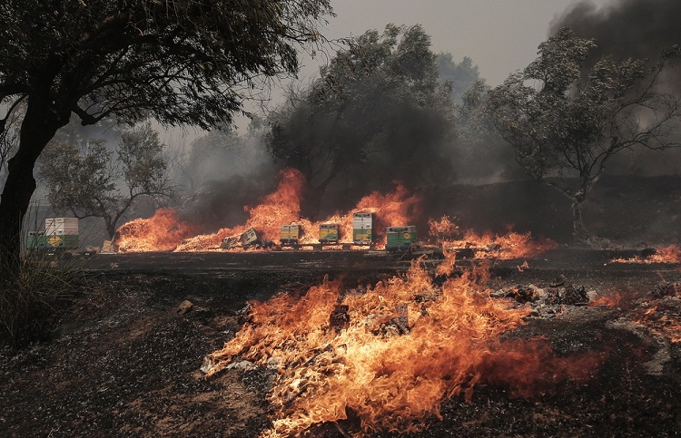 27 migrantes ilegales mueren calcinados en incendios forestales de Grecia