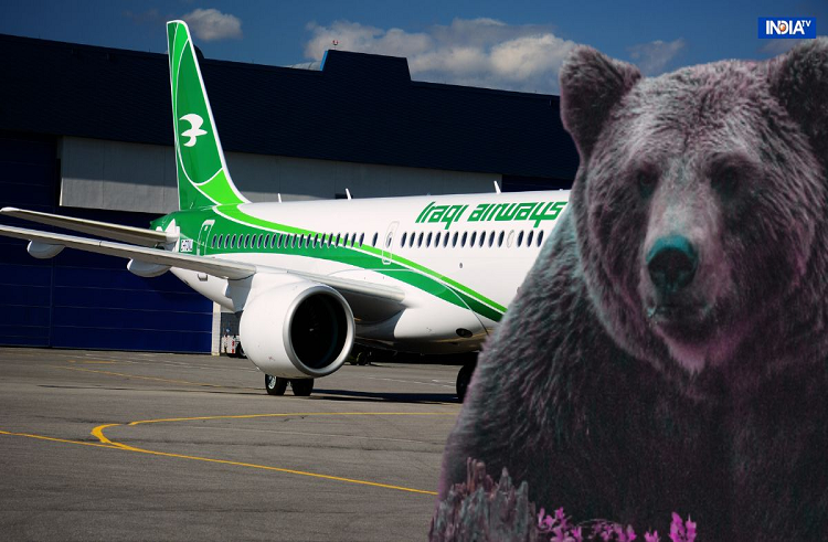 Un oso escapa de su caja en la bodega de un avión y retrasa el vuelo en Dubai