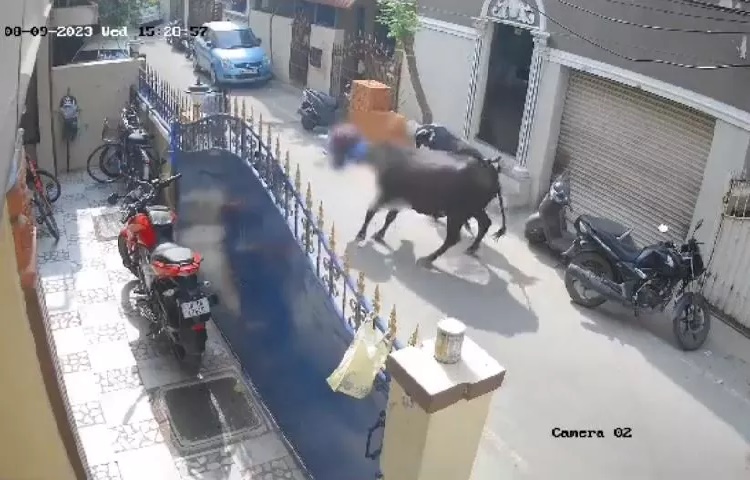 Arrestan al dueño de una vaca que embistió gravemente a niña en calle de India