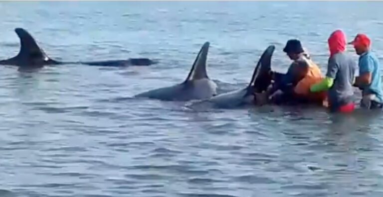 Liberan a siete ballenas orcas que habían quedado varadas en Sucre