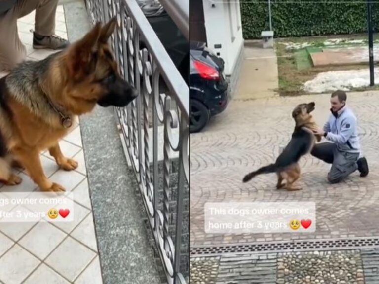 Conmovedor: Así reaccionó un perro al ver a su dueño después de tres años