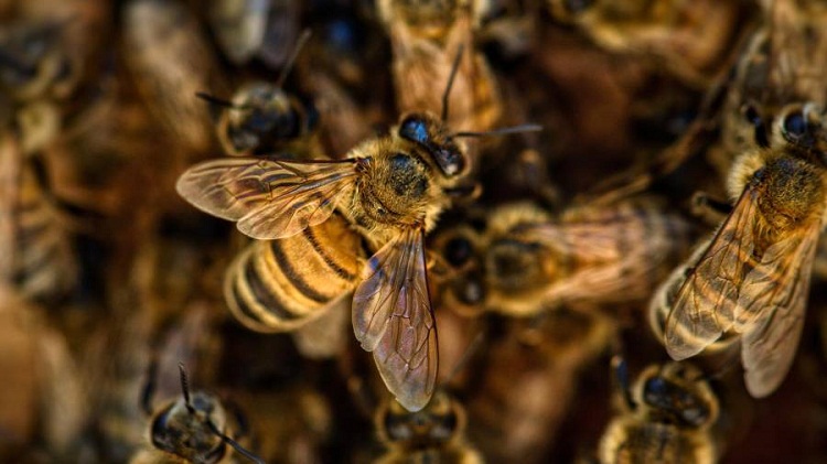 Adulto mayor muere atacado por abejas africanas