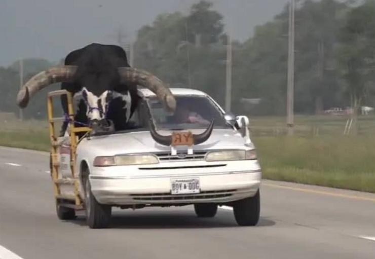 Policía detiene a hombre por conducir con un toro enorme en el asiento del pasajero