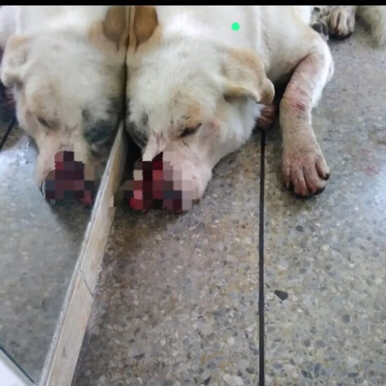 Atacaron a perro con un machete: Continúan los casos de maltrato animal en Boconó