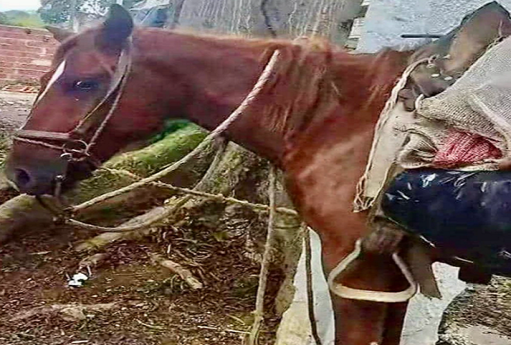 MP investigará caso de caballo en estado de desnutrición