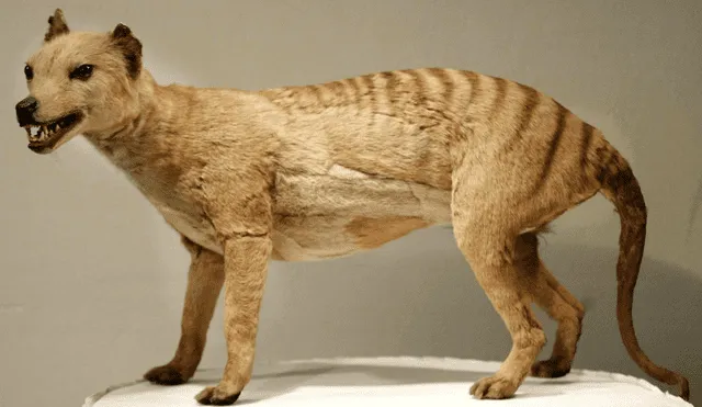 Científicos buscan la “resurrección” del tigre de Tasmania tras casi medio siglo extinto