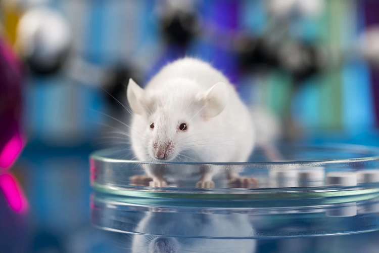 Ratón con 100.000 neuronas humanas en su cerebro ilumina el enigma del Alzheimer