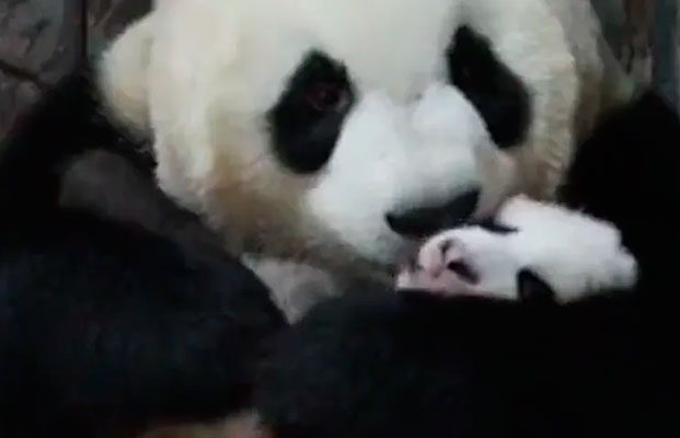 El tierno encuentro entre una osa panda y su bebé se vuelve viral en las redes sociales (+video)