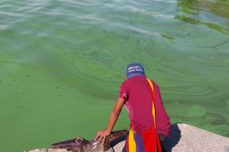 Fundaredes: «verdín» en el Lago de Maracaibo ocupa el 70% de las aguas junto a derrames de petróleo y desechos sólidos