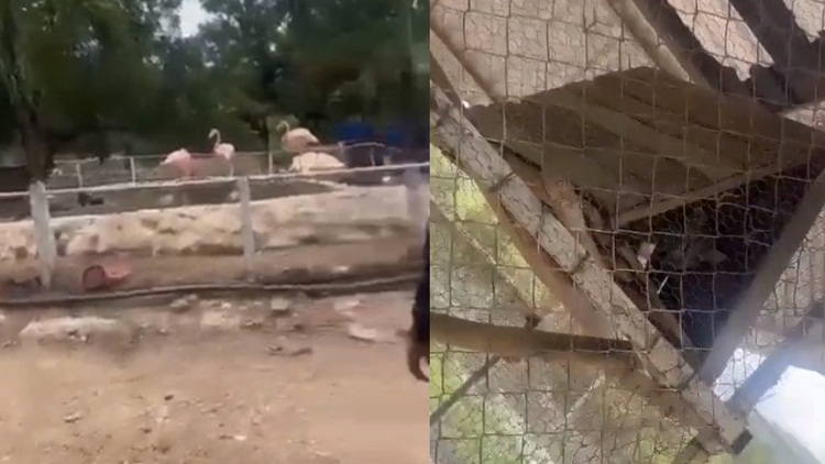 Circula vídeo del zoológico que había dentro de la cárcel de Tocorón