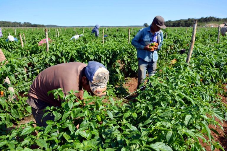 Productores agrícolas advierten una caída de ingresos y contracción de la demanda interna de alimentos