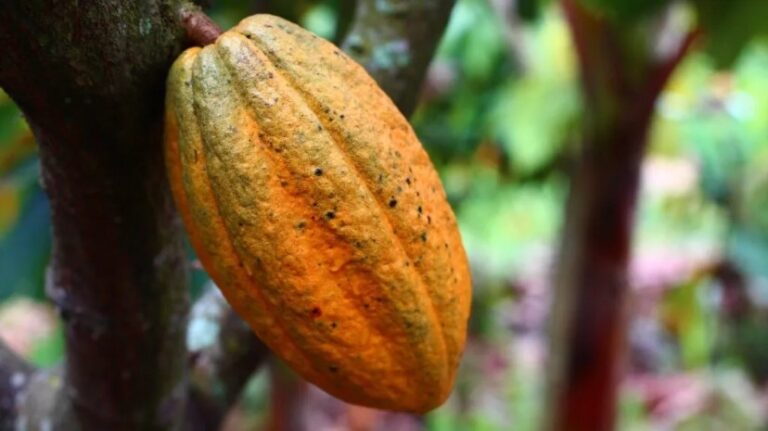 Cámara del Cacao dice que es urgente atacar problema fitosanitario en Sucre