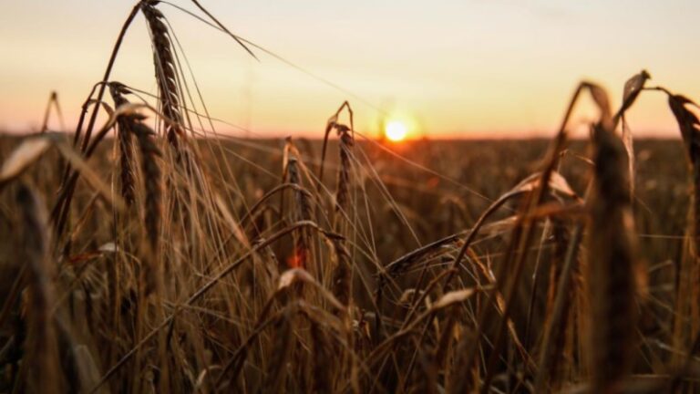 Rusia y Turquía acuerdan el suministro de 1 millón de toneladas de granos