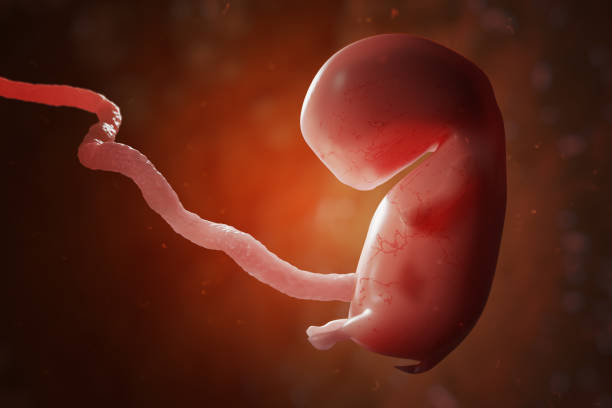 Científicos crean modelo de embrión humano sin esperma ni óvulos