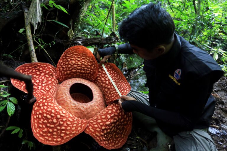 La flor más grande y apestosa del mundo está al borde de la extinción