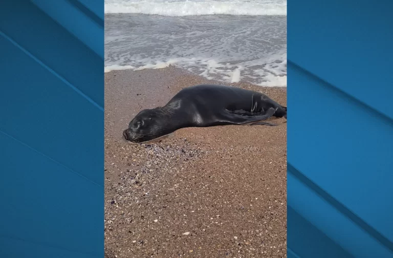Cientos de lobos marinos aparecen muertos en costas de Uruguay, muchos afectados con gripe aviar