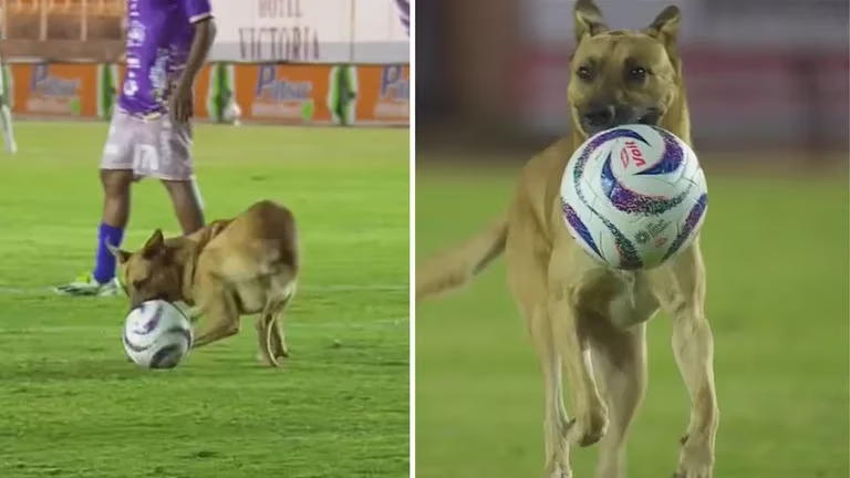 Perro se cuela en partido de fútbol y crea caos entre la seguridad y los jugadores