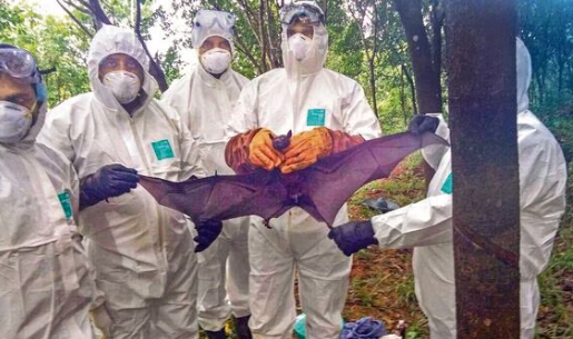 Dos muertos en India por virus Nipah procedente de murciélagos o cerdos