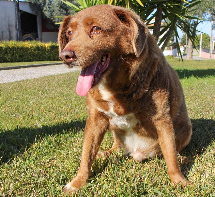 Muere Bobi, el perro más viejo del mundo