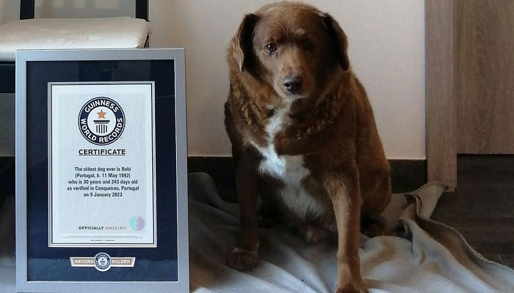 Muere Bobi, el perro más viejo del mundo, a los 31 años