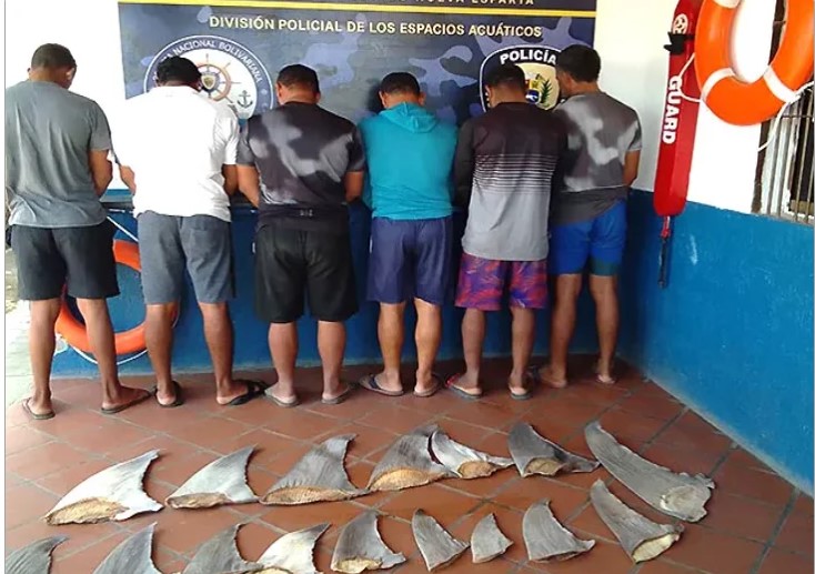 Presos pescadores por comercializar aletas de tiburón en Nueva Esparta