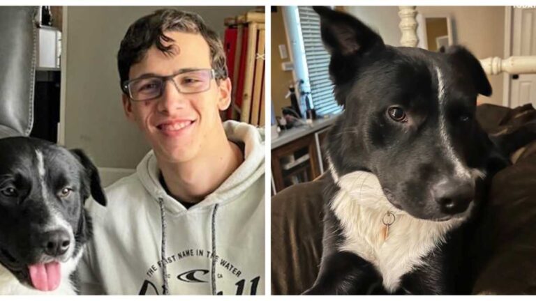 Un perro salvó a un adolescente de morir al alertar a sus padres de que estaba sufriendo un ataque cerebral