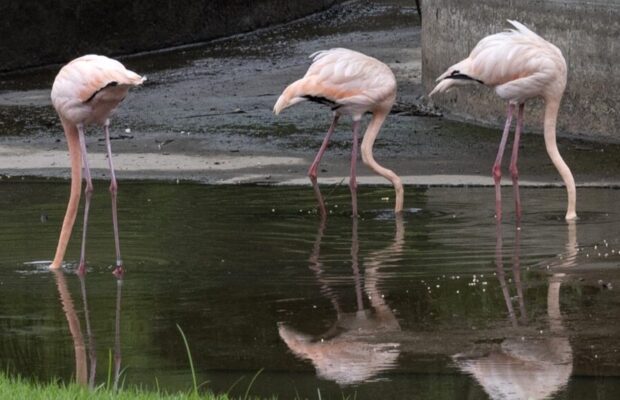 Los flamencos de la cárcel de Tocorón son trasladados al Parque Generalísimo Francisco de Miranda