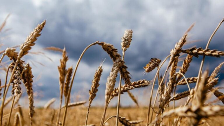 Putin asegura que Rusia está lista para exportar grandes cantidades de cereales