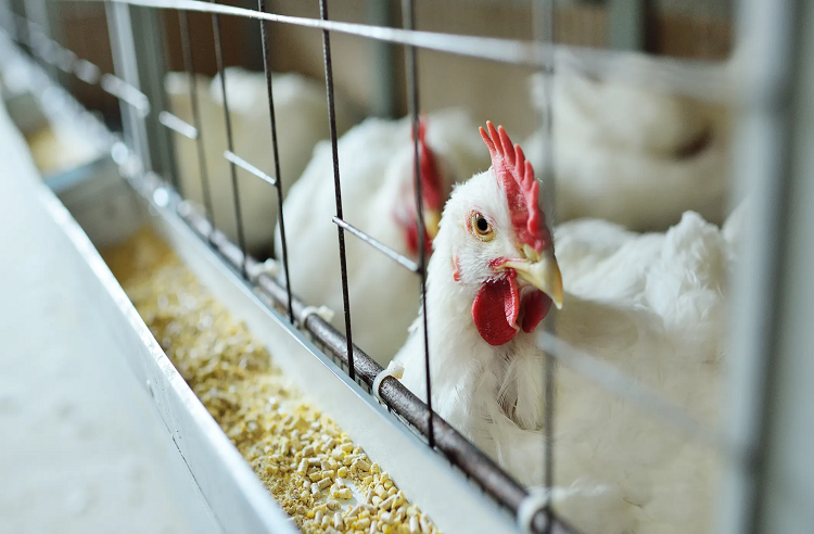 Usan tecnología para crear pollos resistentes a la gripe aviar