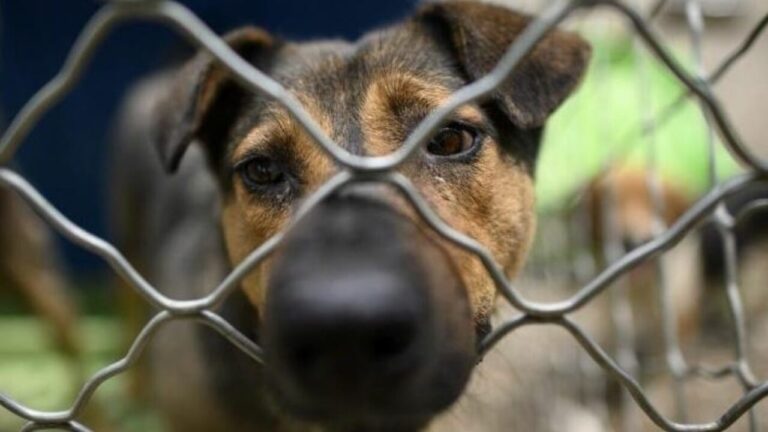 Así descargan jaulas de perros para vender su carne en China (+video)