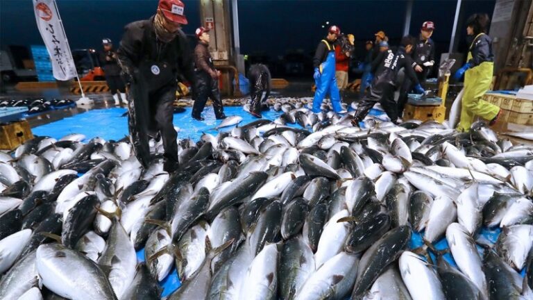 Rusia suspende importación de pescado y mariscos de Japón