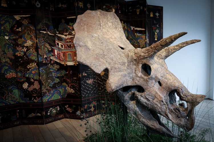 Subastan un cráneo de triceratops