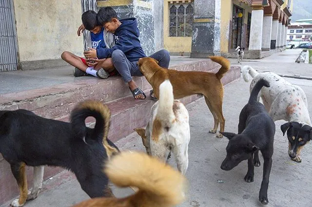 Bután se convierte en el primer país en esterilizar a todos los perros callejeros