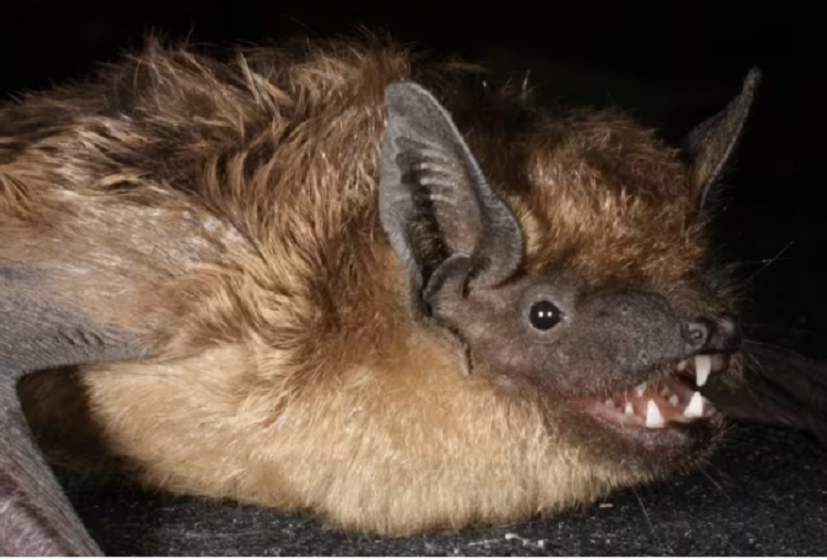 Descubren un tipo de murciélago capaz de reproducirse sin genitales