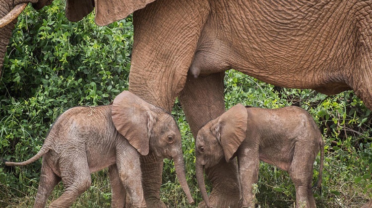 Poco frecuente: nacieron elefantes gemelos en Kenia