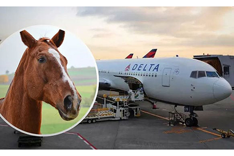 Un caballo se suelta en un avión y lo obliga a regresar al aeropuerto