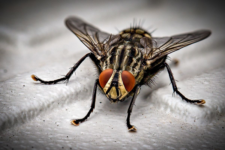 Hombre fue a consulta médica de rutina y encontraron una mosca viva en sus intestinos