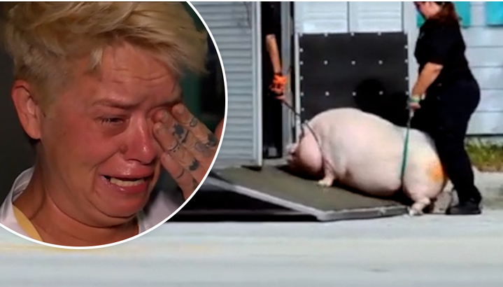 Policía confisca a una mujer su «cerdo mascota» de 180 kg por motivos de bienestar